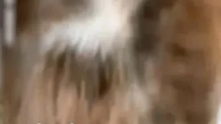 男友喝多了 和他兄弟在他脸上搞